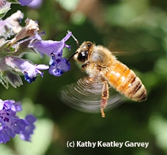 Honey bee in flight. (Photo by Kathy Keatley Garvey)