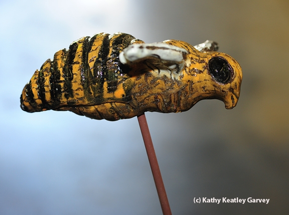 The finished product: a ceramic bee on a metal rod. (Photo by Kathy Keatley Garvey)