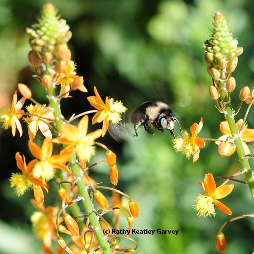 Male mountain carpenter bee,  Xylocopa tabaniformis orpifex, caught in flight. (Photo by Kathy Keatley Garvey)