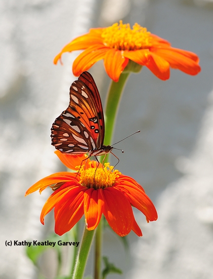 Gulf fritillary butterfly. Agraulis vanillae, lands on Mexican sunflower, Tithonia. (Photo by Kathy Keatley Garvey)