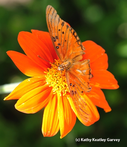 Gulf fritillary butterfly spreads its wings. (Photo by Kathy Keatley Garvey)