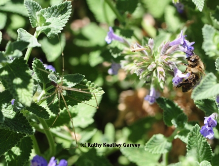 A cellar spider eyes a honey bee in the catmint (Nepeta). (Photo by Kathy Keatley Garvey)