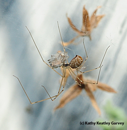 All wrapped up--a cellar spider nabs another cellar spider. (Photo by Kathy Keatley Garvey)