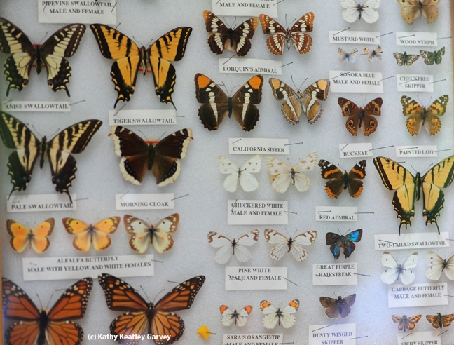 Butterfly specimens in the Insect Pavilion. (Photo by Kathy Keatley Garvey)