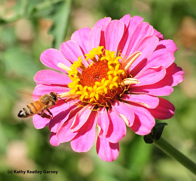 A honey bee zeroing in on a zinnia. (Photo by Kathy Keatley Garvey)
