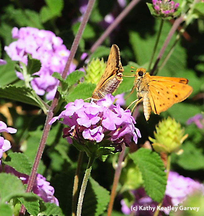 Courtship in the lantana: second photo in a series of four. (Photo by Kathy Keatley Garvey)