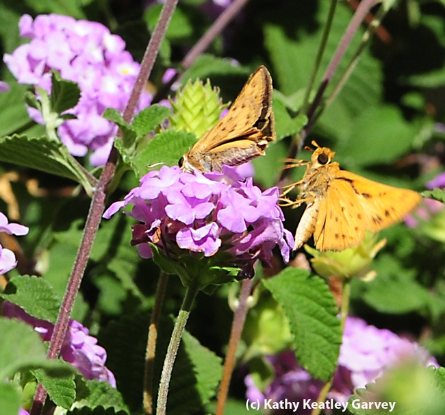 Courtship in the lantana: third photo in a series of four. (Photo by Kathy Keatley Garvey)