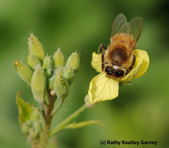 Honey bee foraging on mustard, a good cover crop for bees. (Photo by Kathy Keatley Garvey)