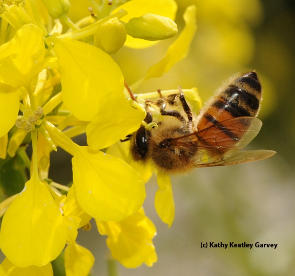 Upside down honey bee on mustard. (Photo by Kathy Keatley Garvey)