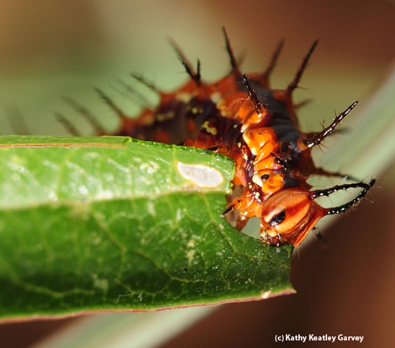 This Gulf Fritillary caterpillar is really chowing down. (Photo by Kathy Keatley Garvey)