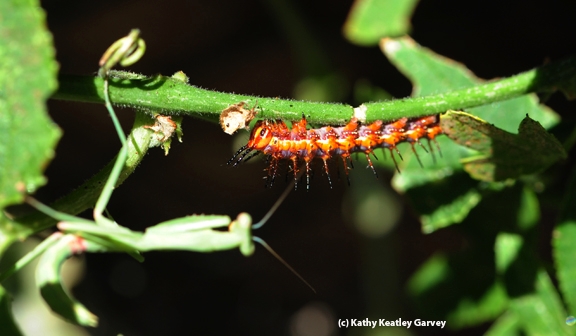 A praying mantis watches a ravenous caterpillar. (Photo by Kathy Keatley Garvey)