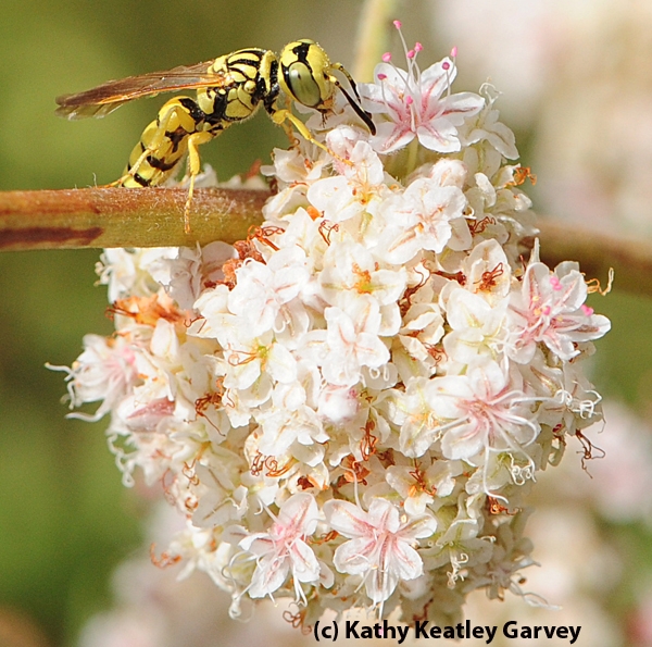 A beewolf, or crabronid wasp, on buckwheat. (Photo by Kathy Keatley Garvey)
