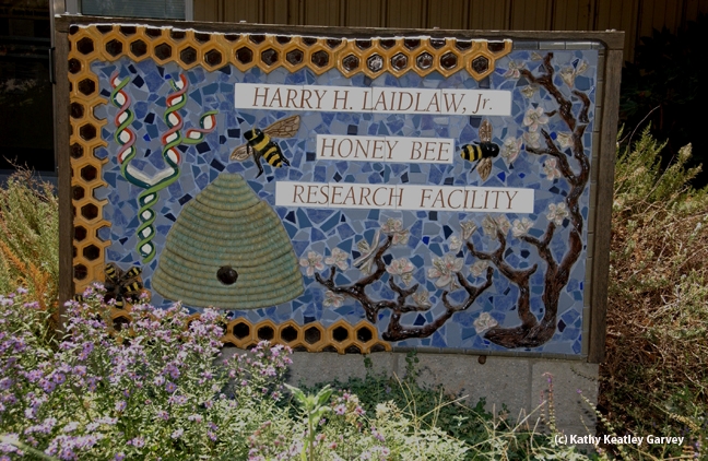 The sign in front of the Laidlaw facility includes bees, a skep, almond blossoms and DNA. It is the work of artist Donna Billick of Davis, a co-founder and co-director of the UC Davis Art/Science Fusion Program. (Photo by Kathy Keatley Garvey)