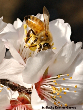Honey bee on almond. (Photo by Kathy Keatley Garvey)
