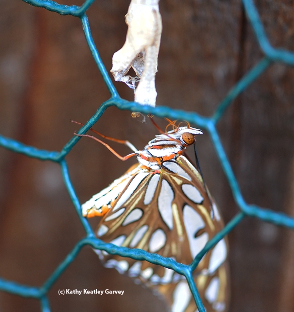 Female Gulf Fritillary butterfly dries her wings after emerging from her chrysalis. (Photo by Kathy Keatley Garvey)