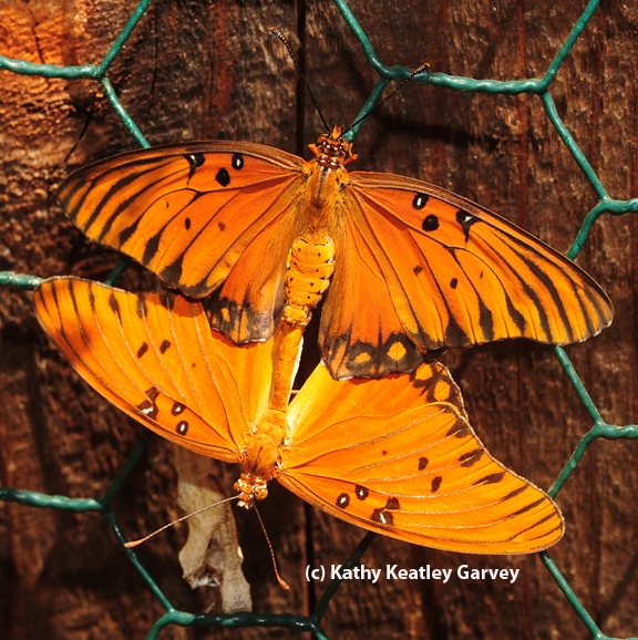 Mating Gulf Fritillary butterflies. (Photo by Kathy Keatley Garvey)