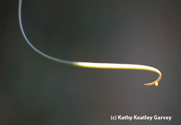 Tiny Gulf Fritillary butterfly egg at end of a tendril on a passionflower vine. (Photo by Kathy Keatley Garvey)