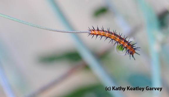 A very hungry caterpillar. (Photo by Kathy Keatley Garvey)