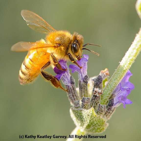 Honey bee on lavender. (Photo by Kathy Keatley Garvey)