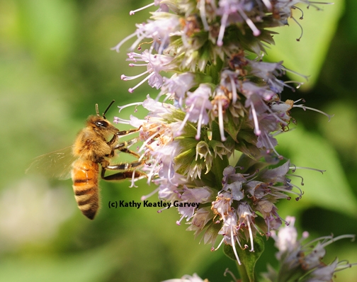 An Italian honey bee nectaring on phacelia. (Photo by Kathy Keatley Garvey)