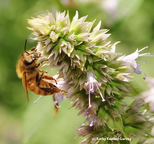 Honey bee working phacelia blossoms. (Photo by Kathy Keatley Garvey)