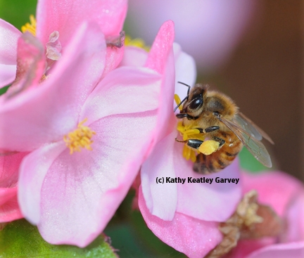 Honey bee on a begonia. (Photo by Kathy Keatley Garvey)