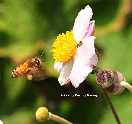 Honey bee in flight, heading toward a Japanese anemone and unaware of the spider. (Photo by Kathy Keatley Garvey)