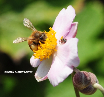 Honey bee forages while the jumping spider lurks. (Photo by Kathy Keatley Garvey)