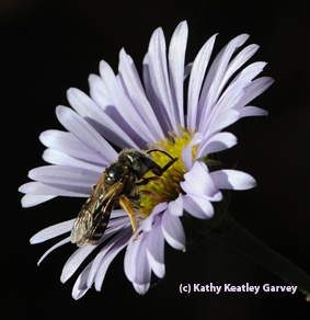 A female sweat bee, Halictus ligatus. (Photo by Kathy Keatley Garvey)