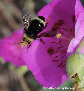 Yellow-faced bumble bee, Bombus vosnesenskii. (Photo by Kathy Keatley Garvey)