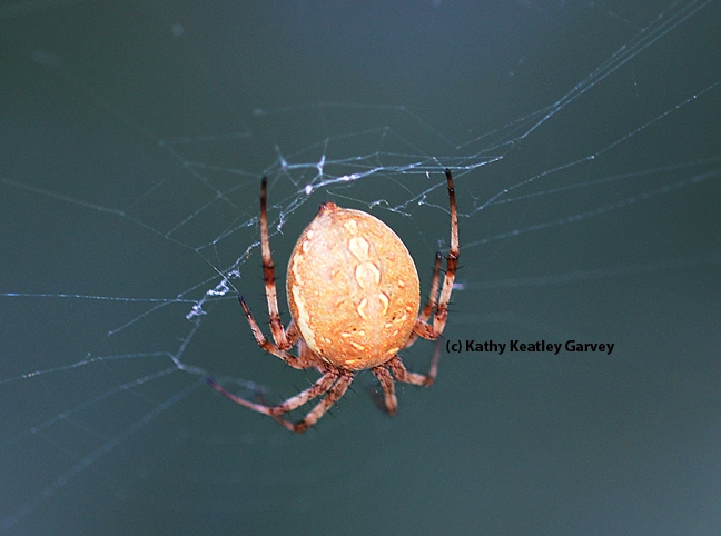 Note the round or globular abdomen on this western spotted orb weaver. (Photo by Kathy Keatley Garvey)