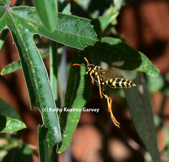A European paper wasp on the hunt. (Photo by Kathy Keatley Garvey)