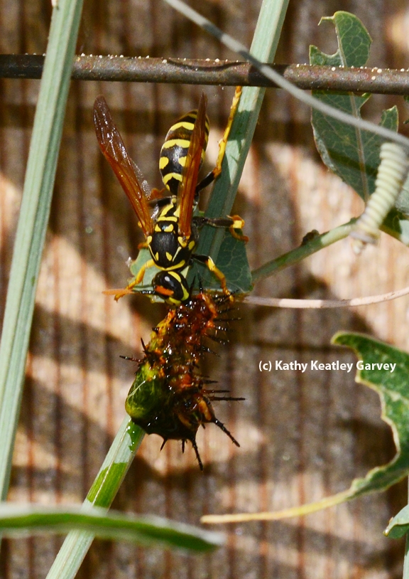 The European paper wasp tears apart the caterpillar, food for its young. (Photo by Kathy Keatley Garvey)