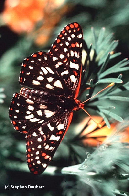 This photo, by Stephen Daubert, is of a variable checkerspot (Euphydryas chalcedona).
