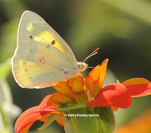 Participants on the Sept. 29 tour may be able to see an alfalfa sulfur butterfly. (Photo by Kathy Keatley Garvey)