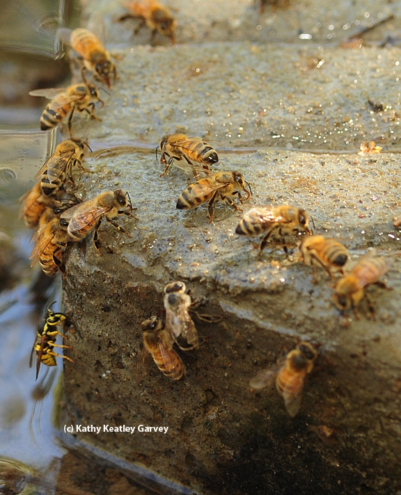 A yellowjacket joins honey bees in seeking water. (Photo by Kathy Keatley Garvey)