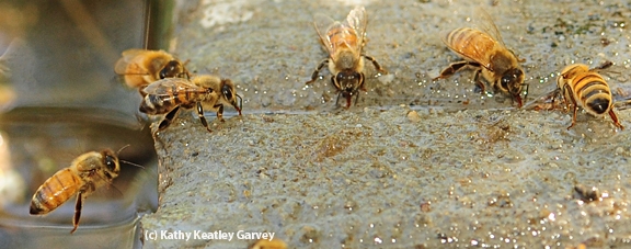 A honey bee, caught in flight, ready to join her sisters in gathering water. (Photo by Kathy Keatley Garvey)