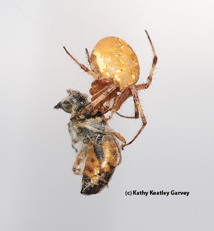 Western spotted orb weaver snares and wraps a honey bee. (Photo by Kathy Keatley Garvey)