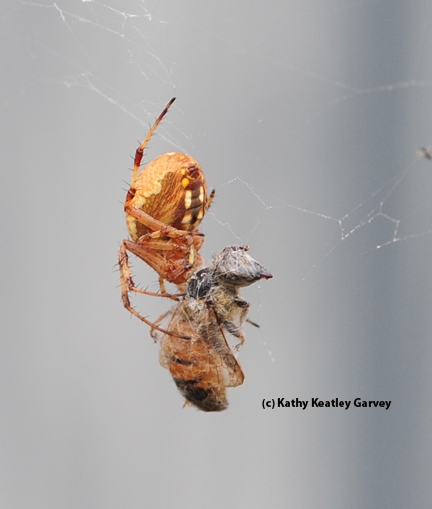 The spider's spots are visible in this photo. (Photo by Kathy Keatley Garvey)