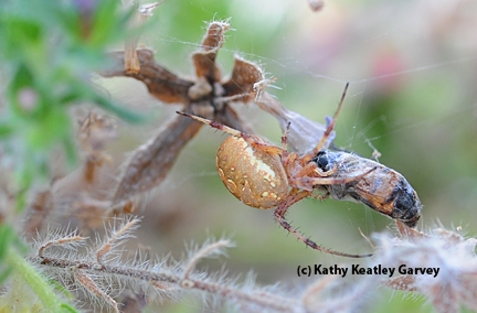 After tugging the honey bee into the tower of jewels, the spider proceeds to eat it. (Photo by Kathy Keatley Garvey)