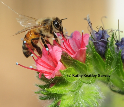This honey bee narrowly missed being a target of the spider.  It is nectaring on a tower of jewels, Echium wildpretii. (Photo by Kathy Keatley Garvey)