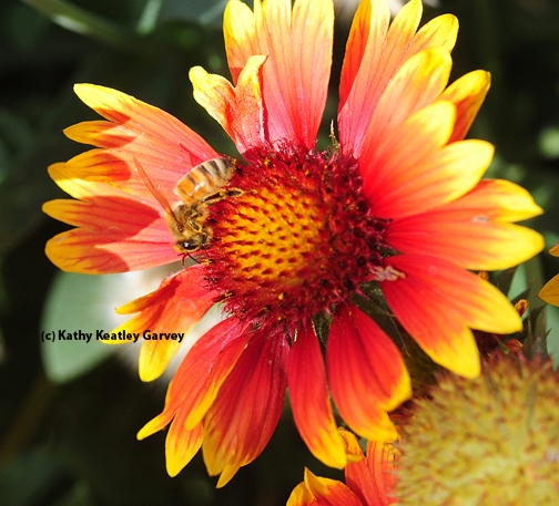 A honey bee foraging on a blanket flower, Gaillardia. (Photo by Kathy Keatley Garvey)