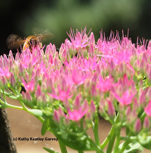 A honey bee on sedum. (Photo by Kathy Keatley Garvey)