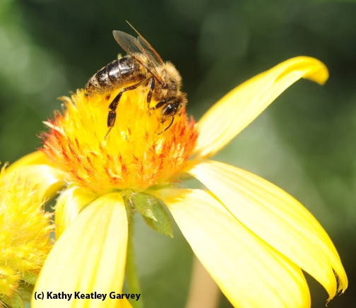 A honey bee on a blanket flower (Gaillardia). (Photo by Kathy Keatley Garvey)