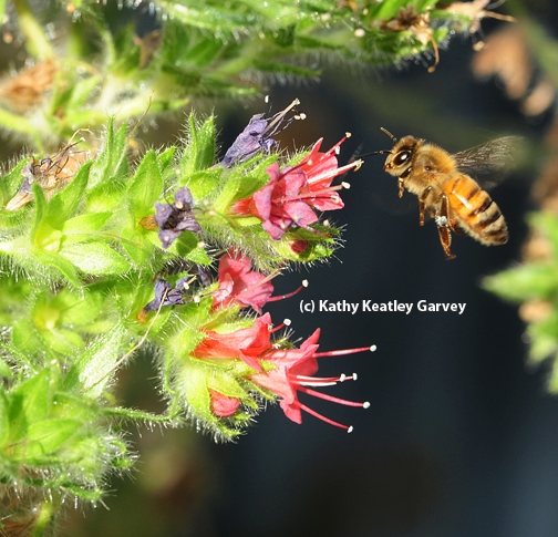 Honey bee heading toward a tower of jewels, Echium wildpretii. (Photo by Kathy Keatley Garvey)