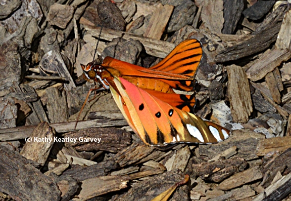 Newly emerged Gulf Fritillary butterfly, fresh from its chrysalis, lands on a bed of wood chips.  (Photo by Kathy Keatley Garvey)