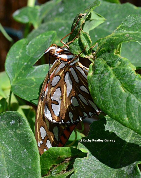 Gulf Fritillary drying off on a passionflower vine. (Photo by Kathy Keatley Garvey)