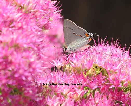 A gray hairstreak foraging in sedum. (Photo by Kathy Keatley Garvey)