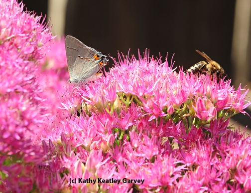 A honey bee joins a gray hairsteak on a sedum blossom. (Photo by Kathy Keatley Garvey)