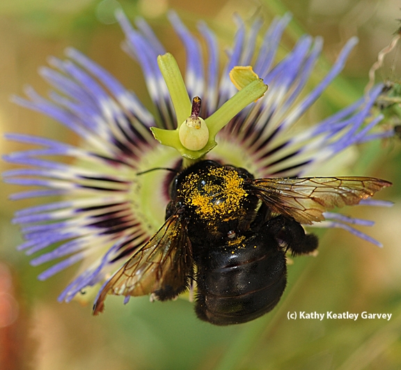 A female Valley carpenter bee is covered with yellow pollen. (Photo by Kathy Keatley Garvey)